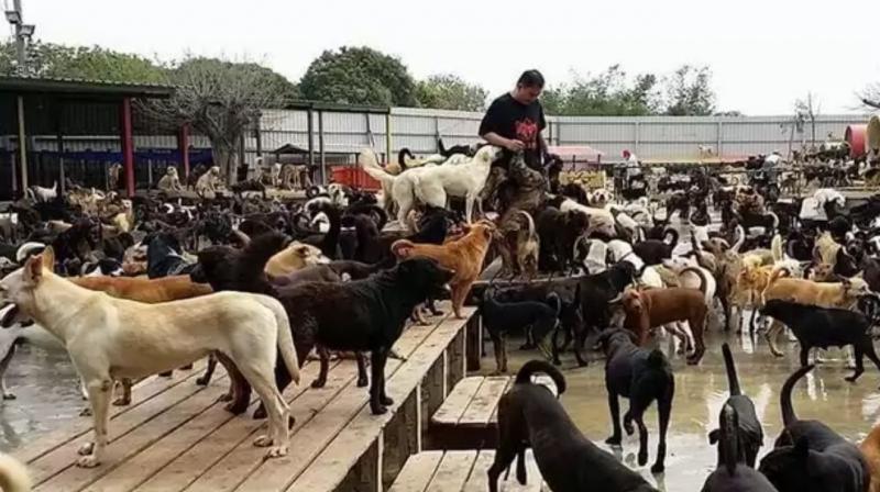 World's largest dog shelter where 3000 dogs live together news in hindi 