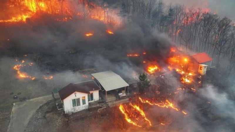  South Korea Forest fire 16 people died 19 injured Latest News In Hindi