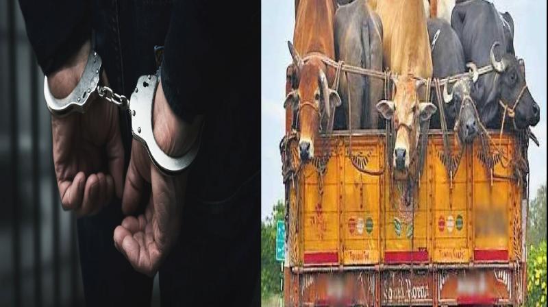 Mirzapur police arrested 3 people in cow smuggling case News In Hindi