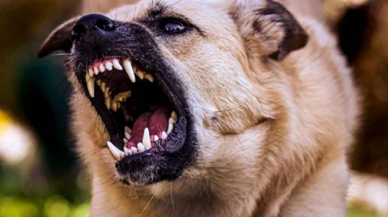  6 people bitten by dog 2 dead including a national para-athlete in odisha news in hindi 