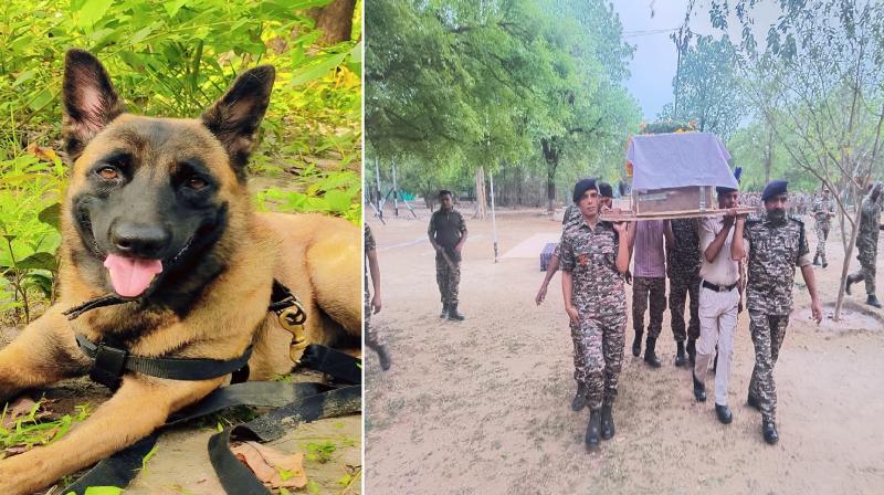 Last rites of sniffer dog K9 Rollo killed during anti-Naxal operation news in hindi Last rites of sniffer dog K9 Rollo killed during anti-Naxal operation news in hindi