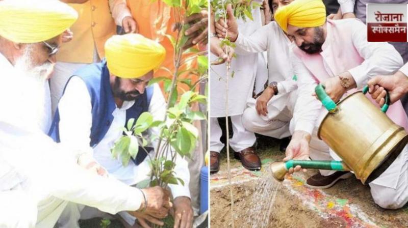 AAP Government expands Punjab’s tree cover by 177.22 sq km news in hindi 