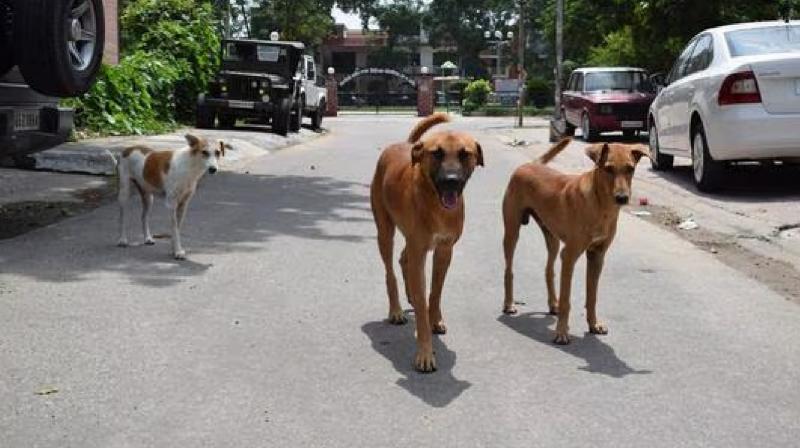 Micro chips will installed in dogs of Chandigarh city news in hindi