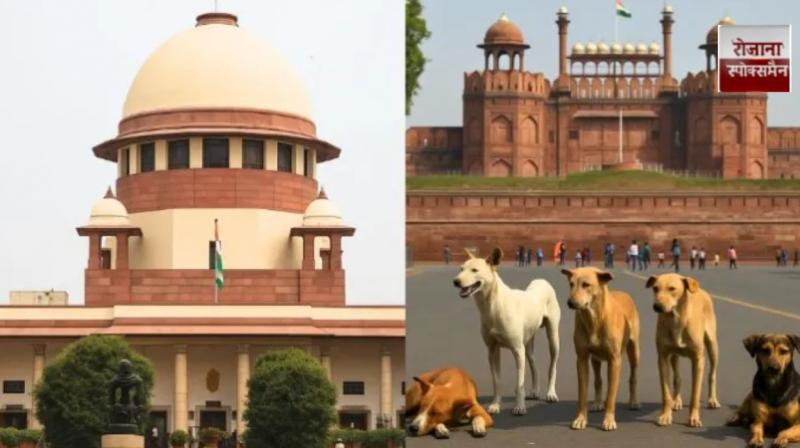 Supreme Court takes tough stand on stray dog ​​issue, verdict to be delivered on November 7 news in hindi