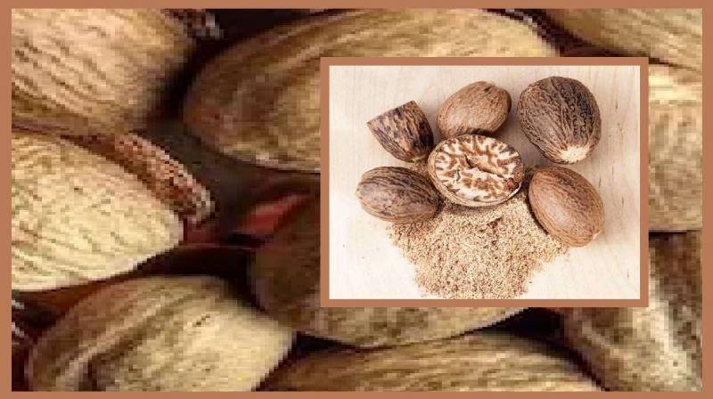 You will get many health benefits by consuming nutmeg news in hindi