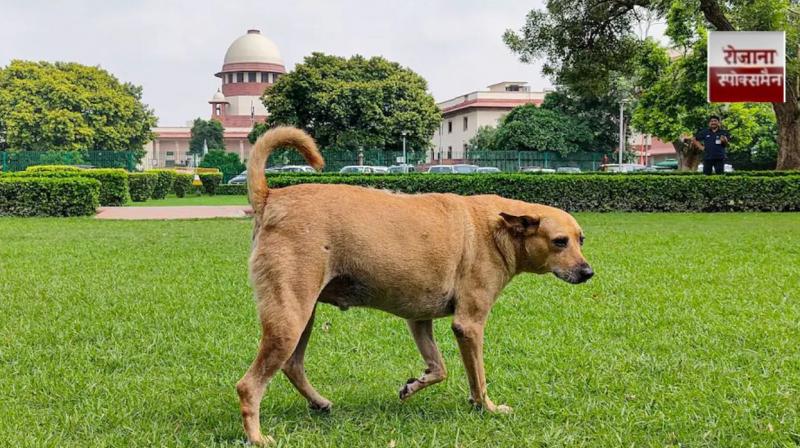 Supreme Court orders removal of stray dogs and cattle from public places news in hindi  