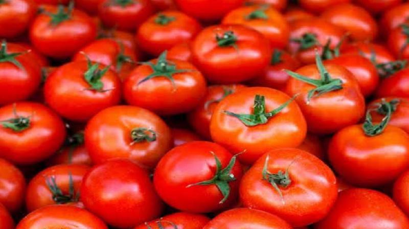 Tomato prices rise latest news in hindi