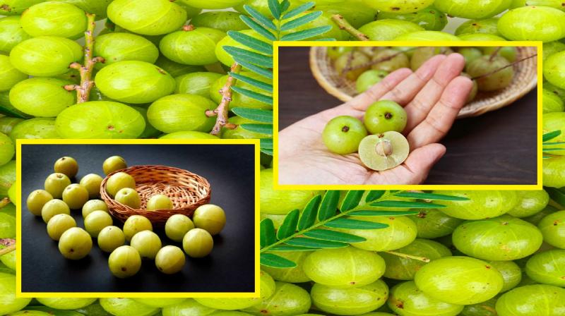Many benefits of eating Amla news in hindi Many benefits of eating Amla news in hindi