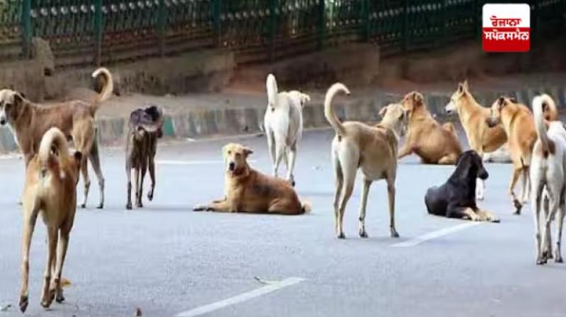 Dogs were brought from Mohali and sterilized in Chandigarh news in hindi
