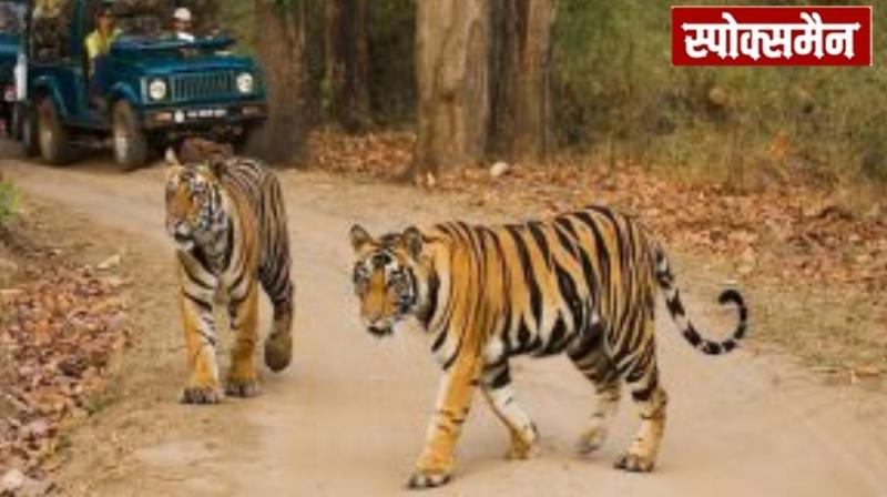 Nepal Officially joins the India-led 'International Big Cat Alliance news in hindi 
