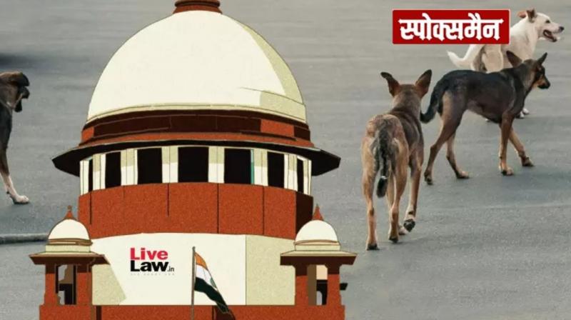  Supreme Court orders to vaccinate stray dogs and release them news in hindi 
