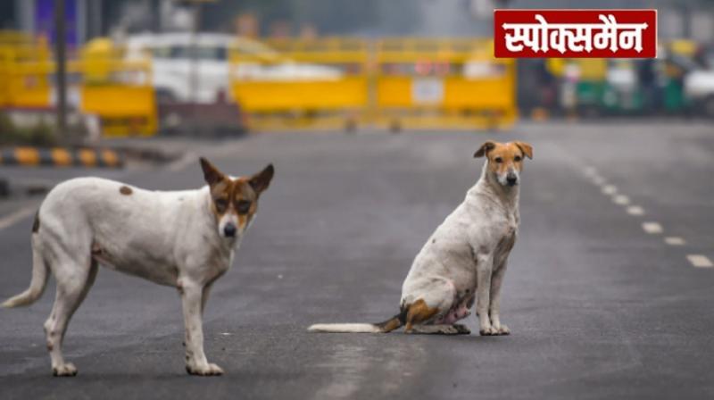 Ban on feeding stray dogs on the streets news in hindi 