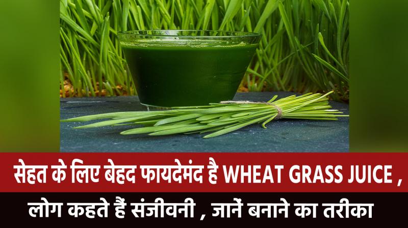 Wheat grass juice is very beneficial for health, people say Sanjivani, learn how to make Wheat grass juice is very beneficial for health, people say Sanjivani, learn how to make