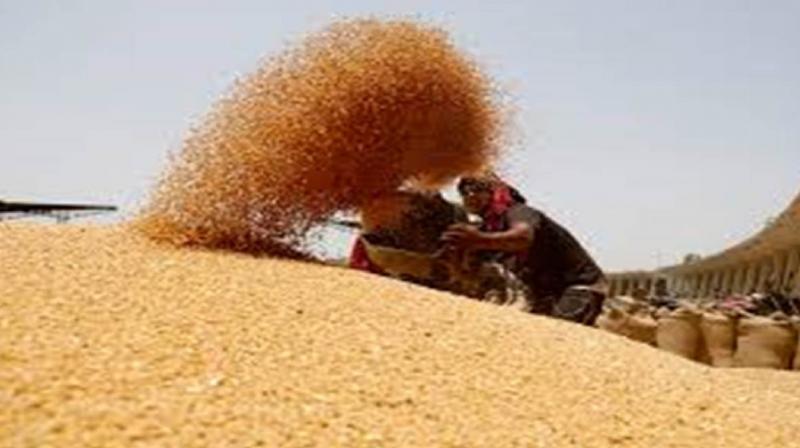 Wheat procurement starts in Punjab from tomorrow News In Hindi