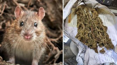 Rats ate 19 kg of cannabis kept in the warehouse news in hindi