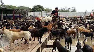 World's largest dog shelter where 3000 dogs live together news in hindi