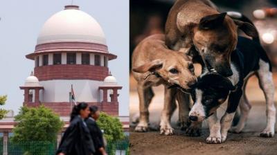 upreme Court Refusal to stay order to catch stray dogs in Delhi-NCR news in hindi