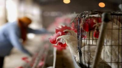 bird flu in Uttar Pradesh, administration alert news in hindi