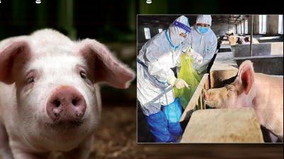 Himachal Pradesh Faces Threat Of African Swine Flu News In Hindi