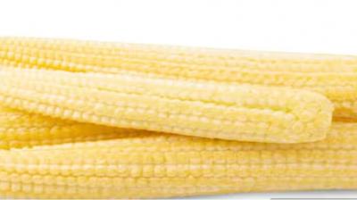 Baby corn protects from many diseases, know how to include it in your diet