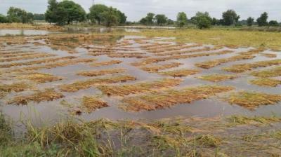Election Commission gave relief to the farmers of Punjab news in hindi