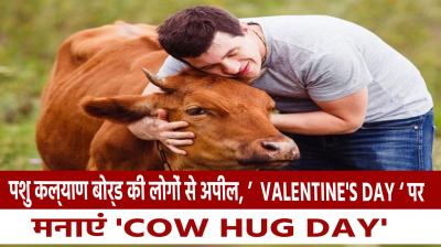 hug cows on Valentine's Day, celebrate 'Cow Hug Day'