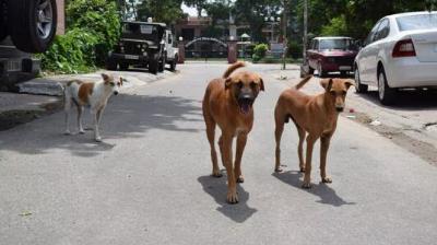 Micro chips will installed in dogs of Chandigarh city news in hindi