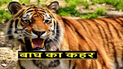 Maharashtra: Tiger attacks woman working in field, dies