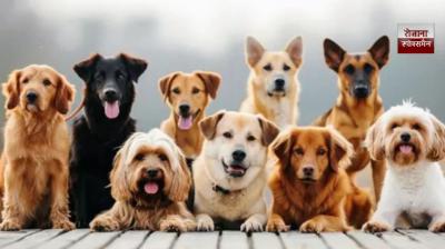 Only 200 places in Chandigarh are allowed to feed dogs 