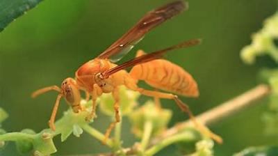 Boy catches wasp in fun and eats, then see how his mouth became 