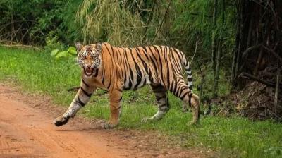  Tiger entered densely populated area, chaos in the area (file photo) 