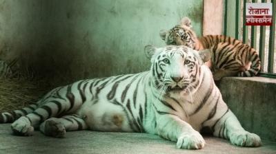 Female cubs named at Chhatbir Zoo in Punjab