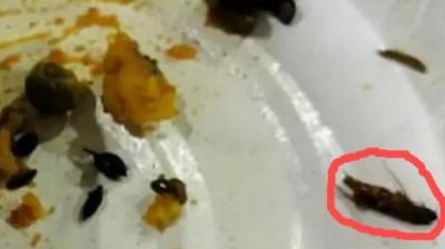 Cockroach found in samosas bought from shop at Chandigarh airport
