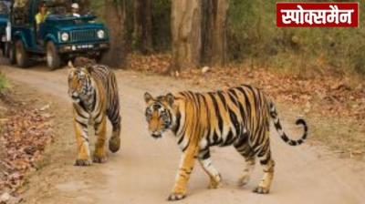 Nepal Officially joins the India-led 'International Big Cat Alliance news in hindi