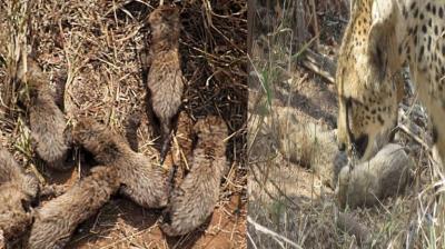 cheetah Gamini gave birth to  6 cubs news in hindi