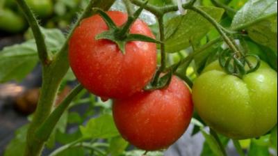 Try green tomatoes, not red ones, problems will go away
